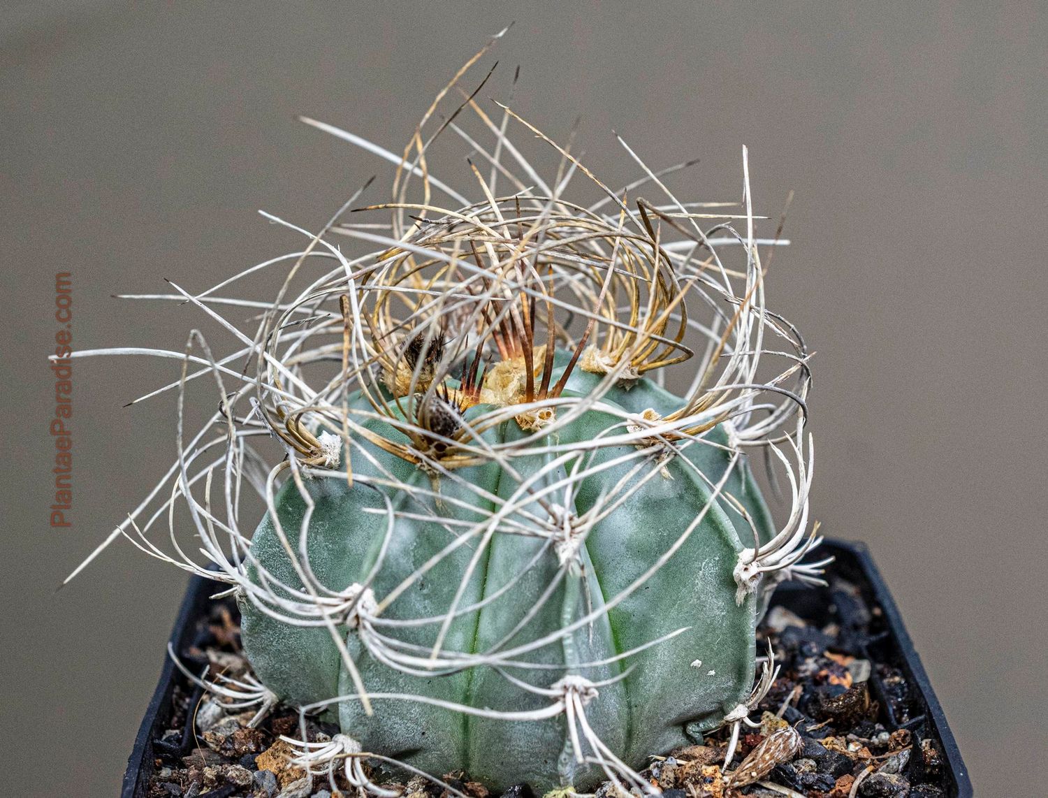 Astrophytum Capricorne var. Aureum Astrophytum capricorne var. aureum