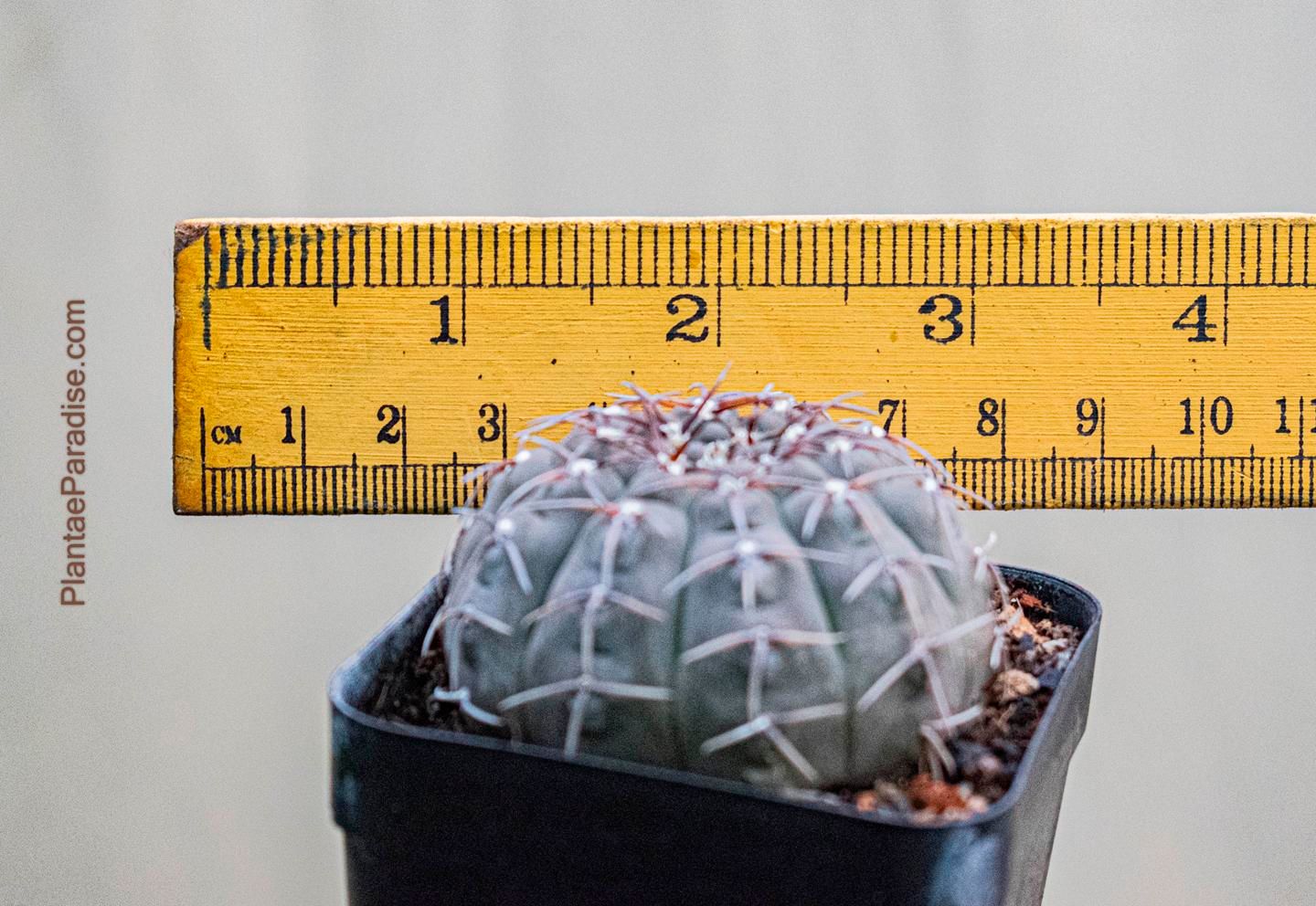 Gymnocalycium vatteri Chocolate  body