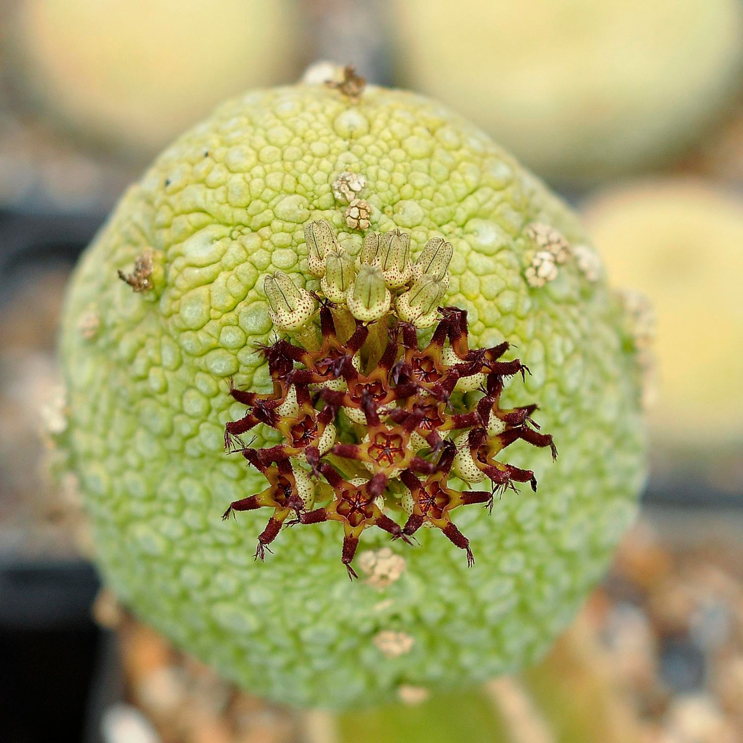 Pseudolithos Migiurtinus Pseudolithos Migiurtinus