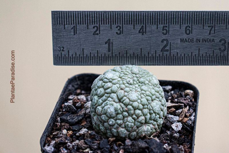 Pseudolithos Migiurtinus