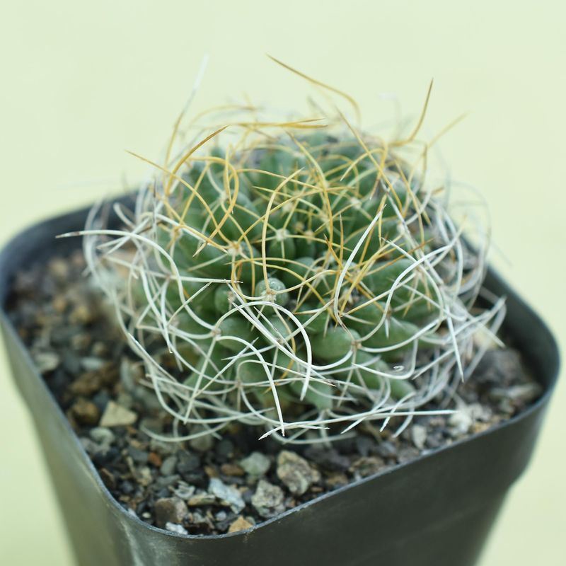 Mammillaria  Camptotricha Cv. Marnier Lapostollei close-up crown
