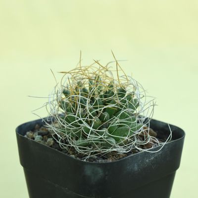 Explore Mammillaria Camptotricha Cv Marnier Lapostollei