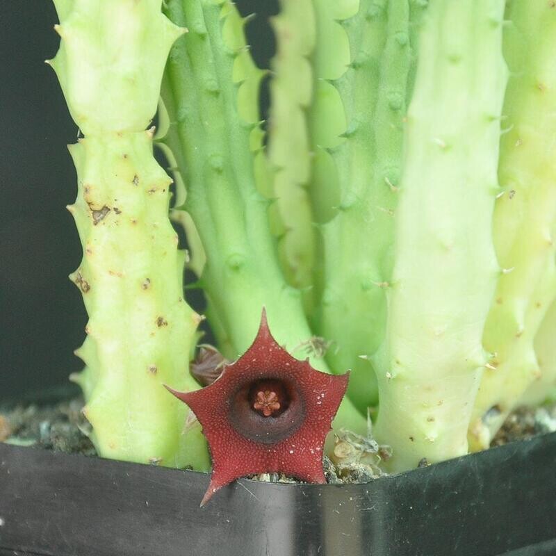 Heurnia macrocarpa