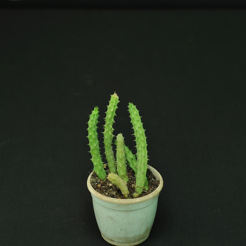 Heurnia macrocarpa