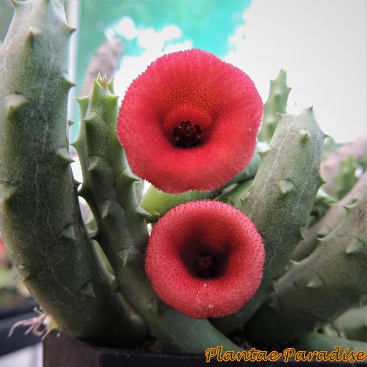 Huernia Schneideriana Maroon Dragon Huernia Schneideriana Maroon Dragon