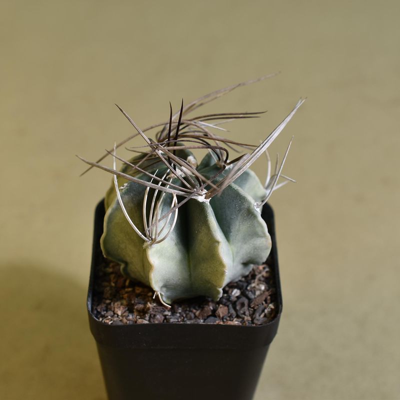 Astrophytum Capricorne Variegated