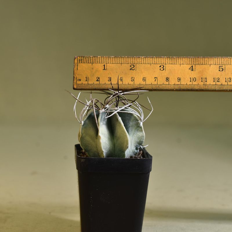 Astrophytum Capricorne Variegated