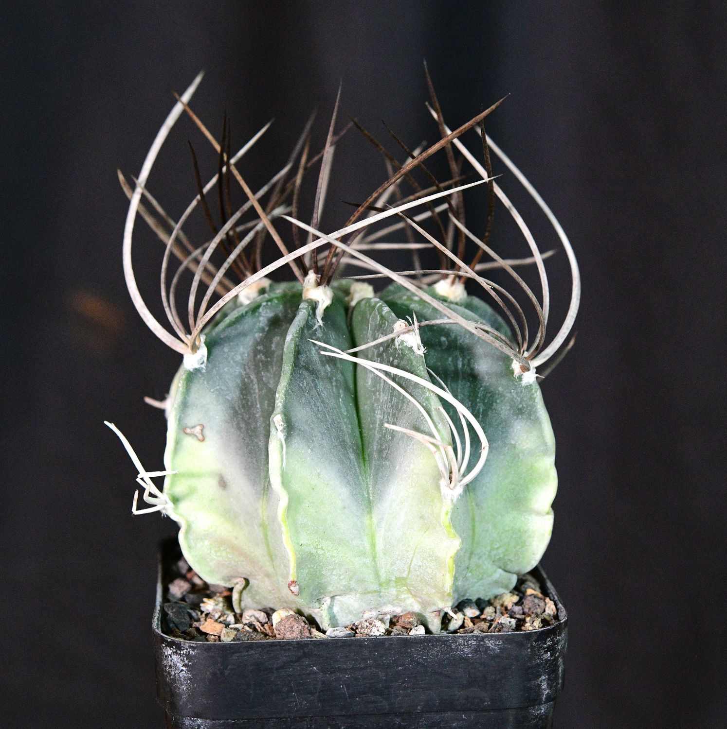 Astrophytum capricorne Variegated front view