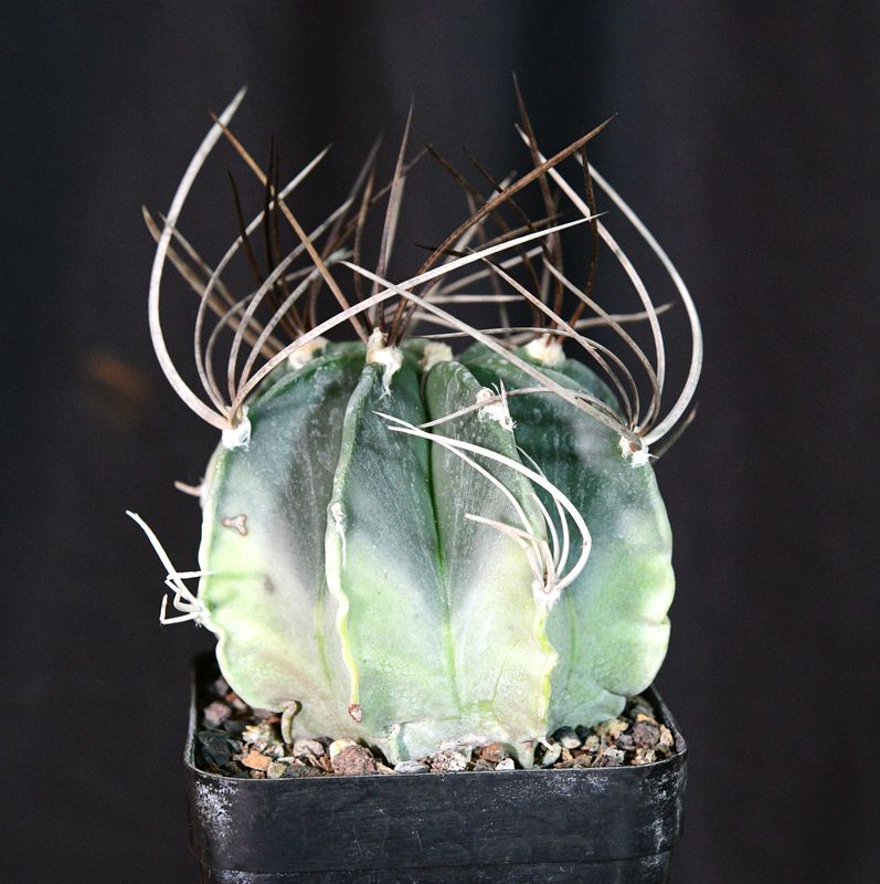 Astrophytum capricorne Variegated Astrophytum capricorne Variegated front view