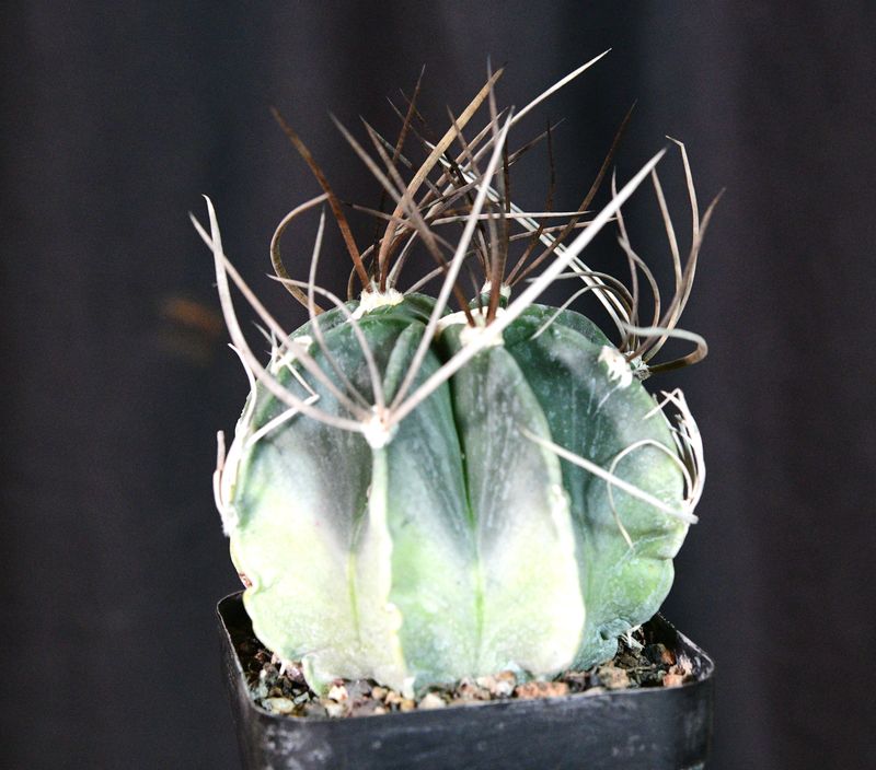 Astrophytum capricorne Variegated slightly angled perspective