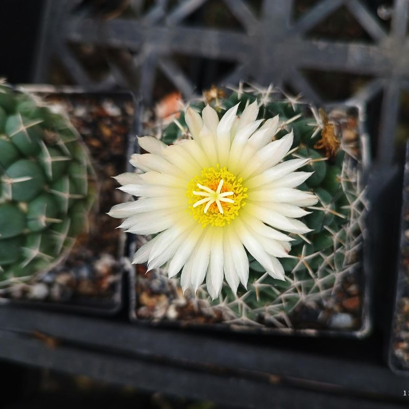 Coryphantha Maiz-Tablasensis