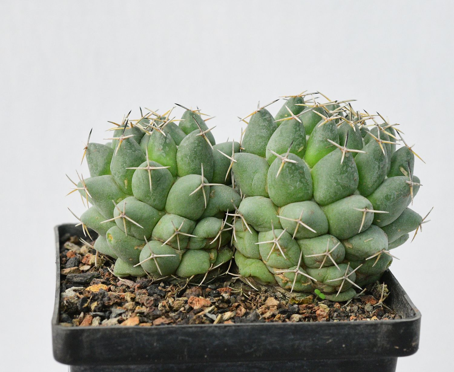 Coryphantha Maiz-Tablasensis