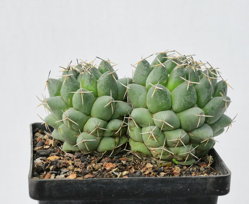 Coryphantha Maiz-Tablasensis