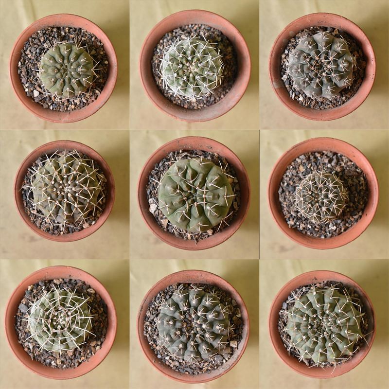 Gymnocalycium Vatteri Erect Spine