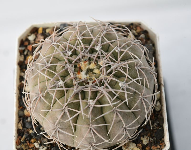 Gymnocalycium Vatteri Erect Spine
