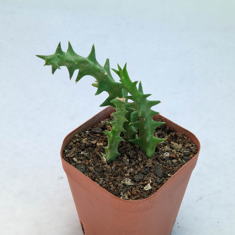 Orbea carnosa subsp. keithii