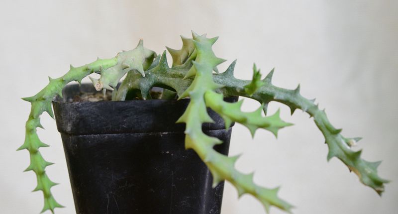 Orbea carnosa subsp. keithii potted plant showing spiky green stems