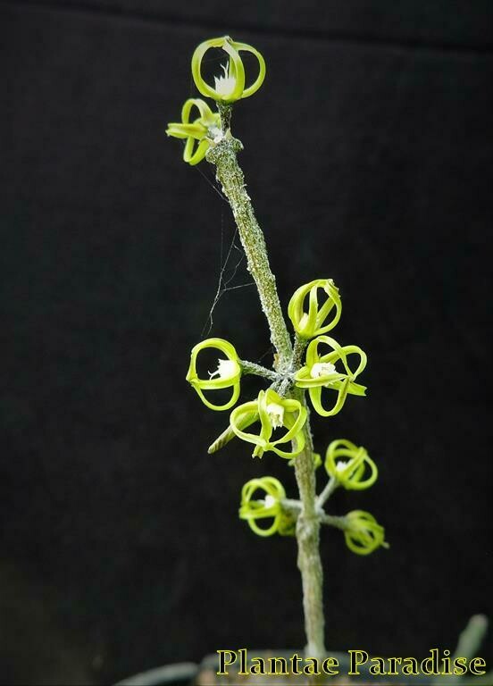 Cynanchum marnieranum inflorescence with multiple blooms along stem