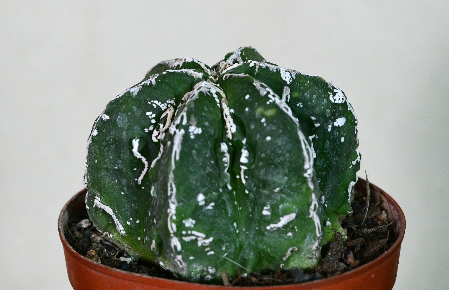 Astrophytum myriostigma cv FUKURYU HAKUJO NUDUM Astrophytum myriostigma cv FUKURYU HAKUJO NUDUM front view