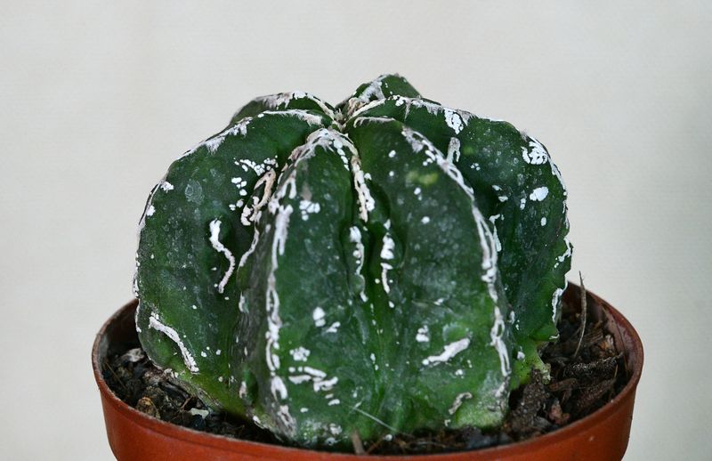 Astrophytum myriostigma cv FUKURYU HAKUJO NUDUM Astrophytum myriostigma cv FUKURYU HAKUJO NUDUM front view