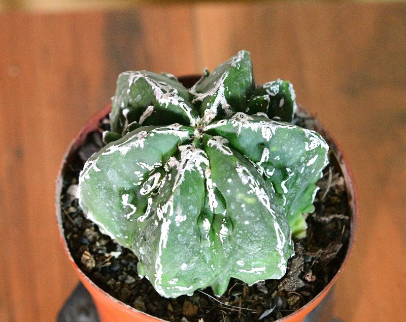 Astrophytum myriostigma cv FUKURYU HAKUJO NUDUM top-down view