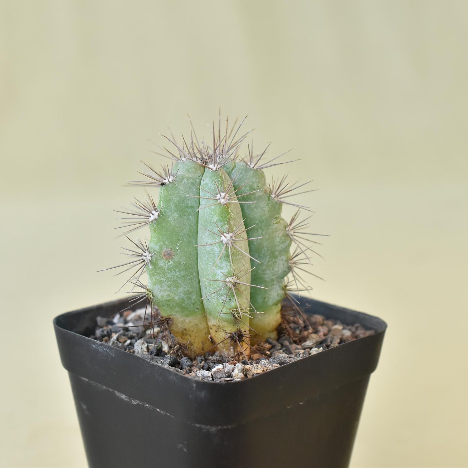 Pilosocereus pachycladus - Blue Columnar Cactus