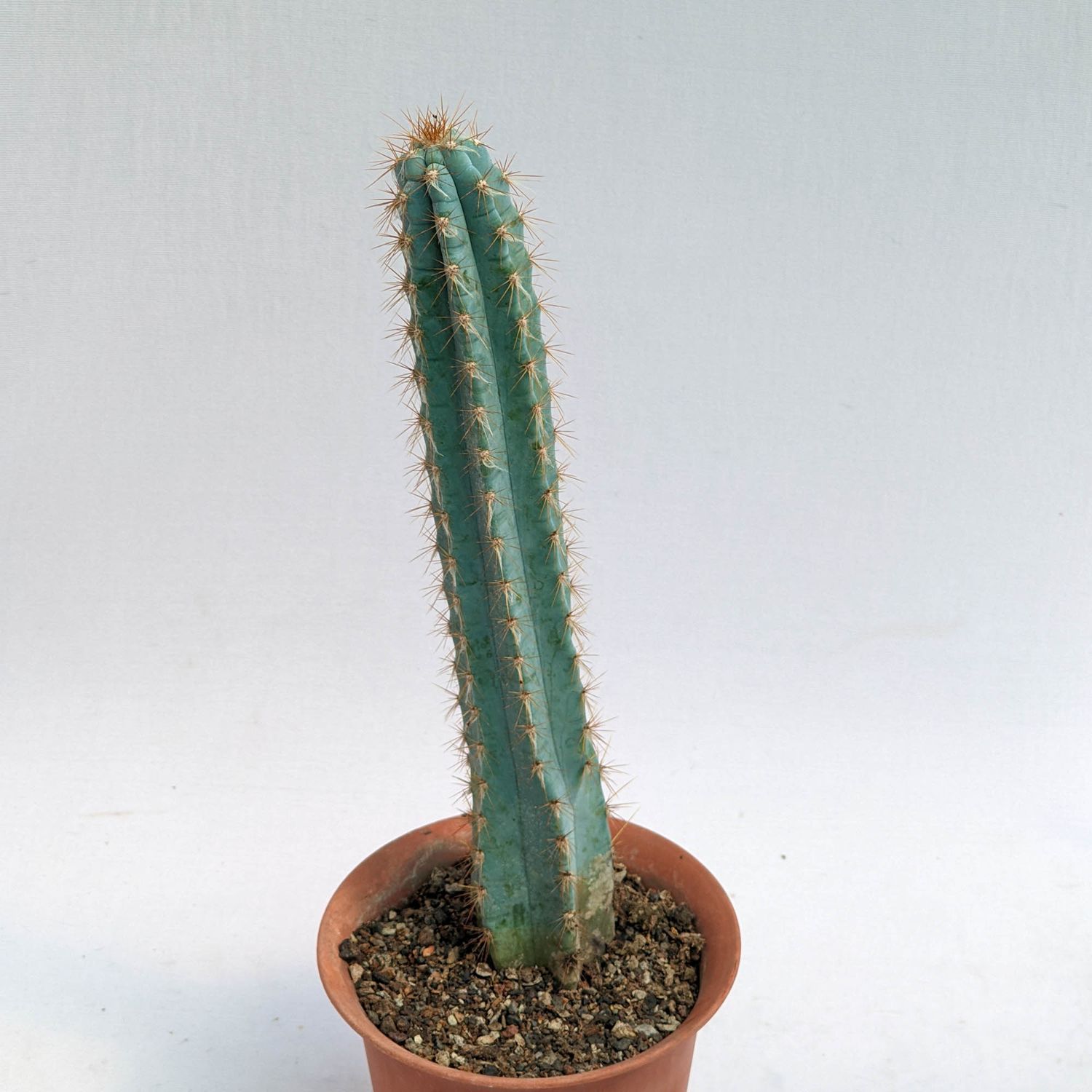 Pilosocereus pachycladus - Blue Columnar Cactus