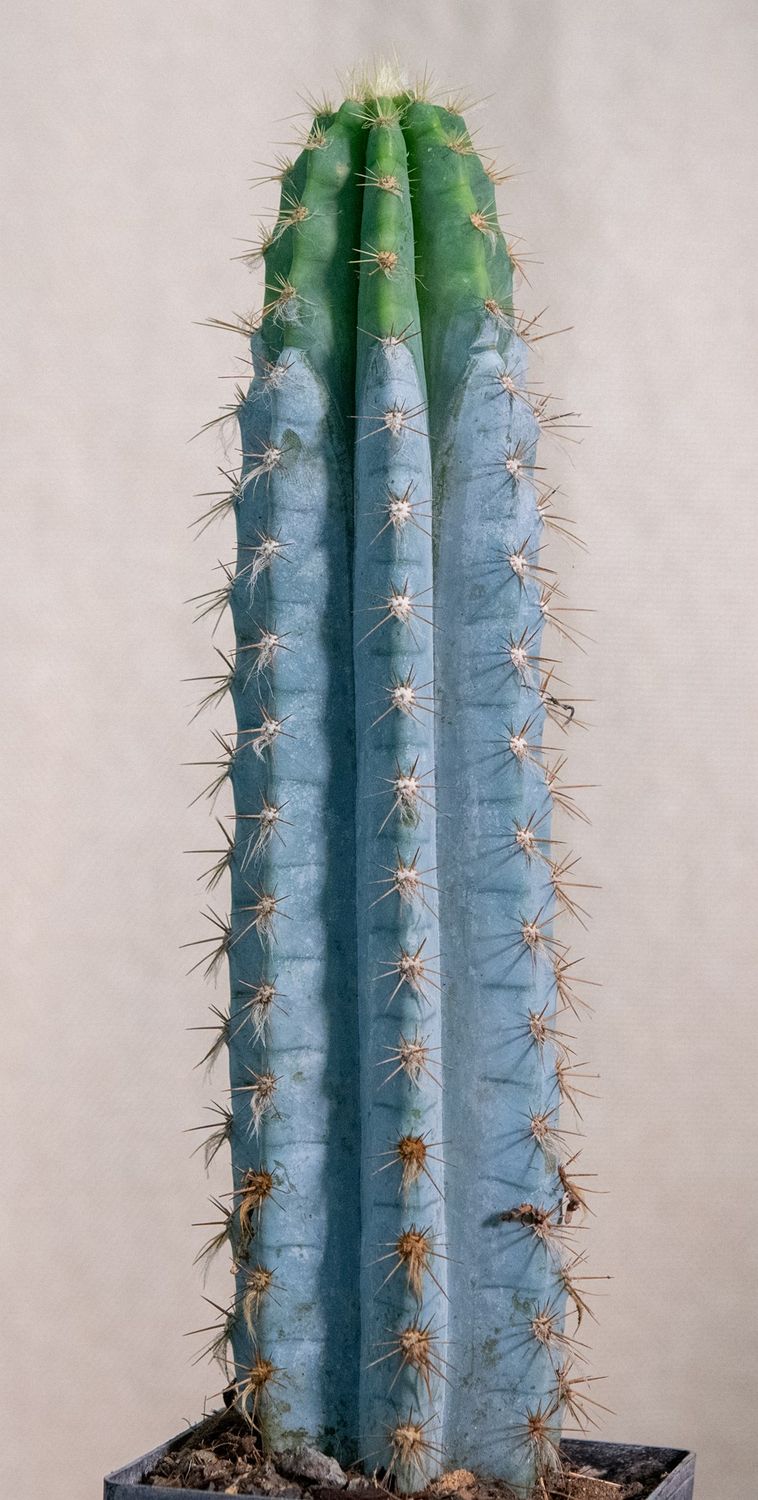 Pilosocereus pachycladus - Blue Columnar Cactus