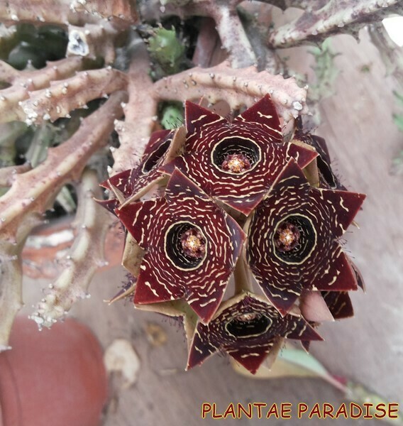 Boucerosia crenulata