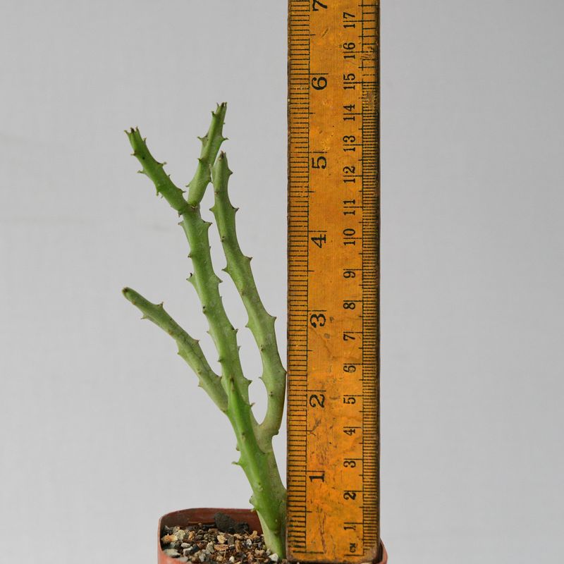 Boucerosia crenulata with ruler for size reference
