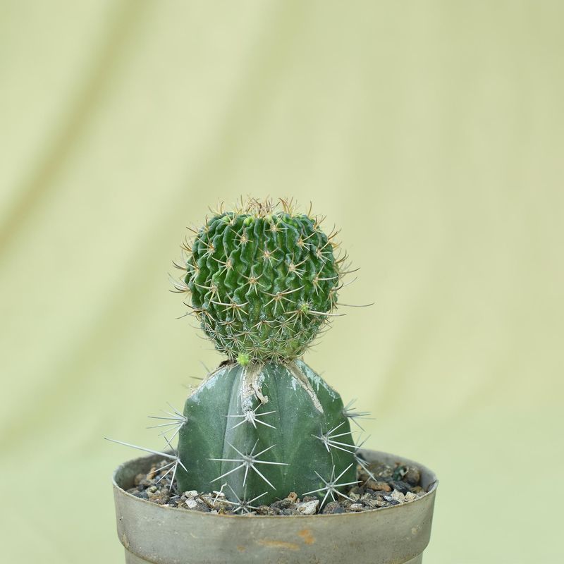 Echinofossulocactus Variegated