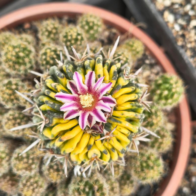 Echinofossulocactus sp Variegated Echinofossulocactus sp Variegated