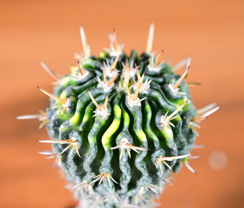 Echinofossulocactus sp Variegated