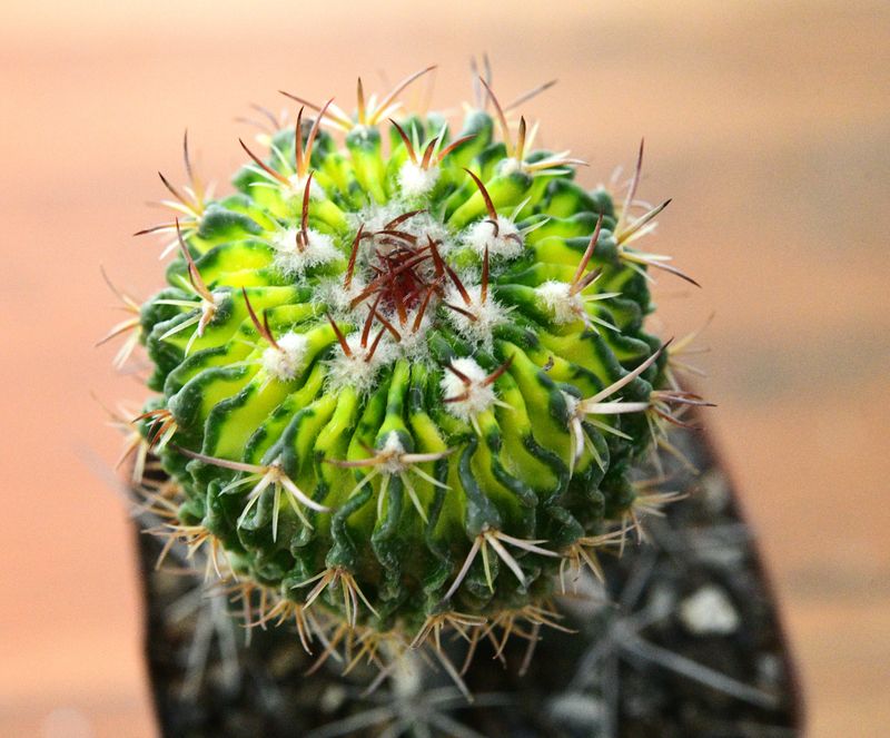 Echinofossulocactus sp Variegated