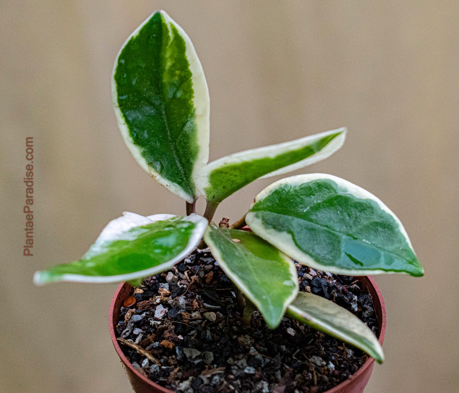 Hoya carnosa variegated potted plant front view