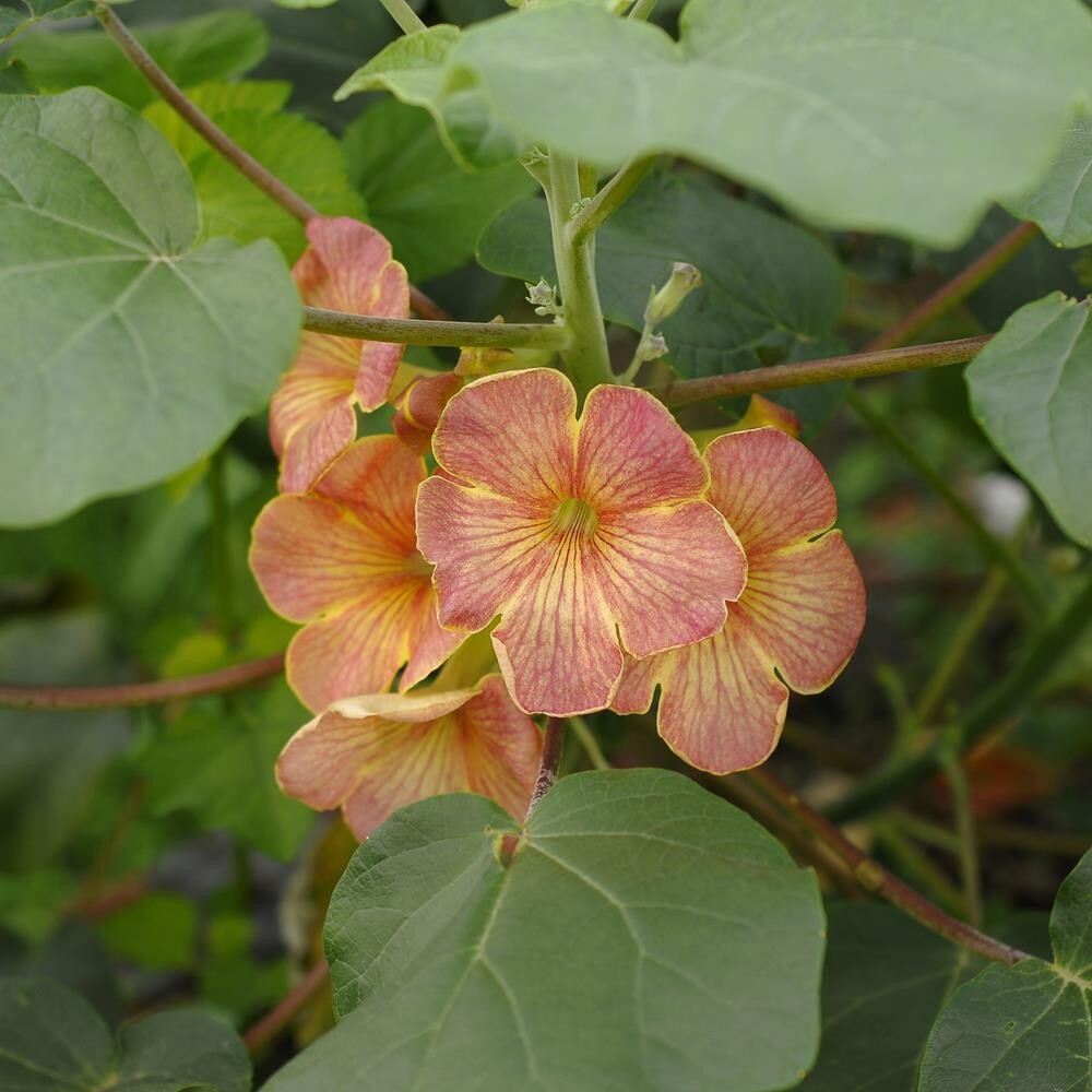 Uncarina hybrid - Antique Rose Uncarina hybrid - Antique Rose in bloom with pink and coral flowers