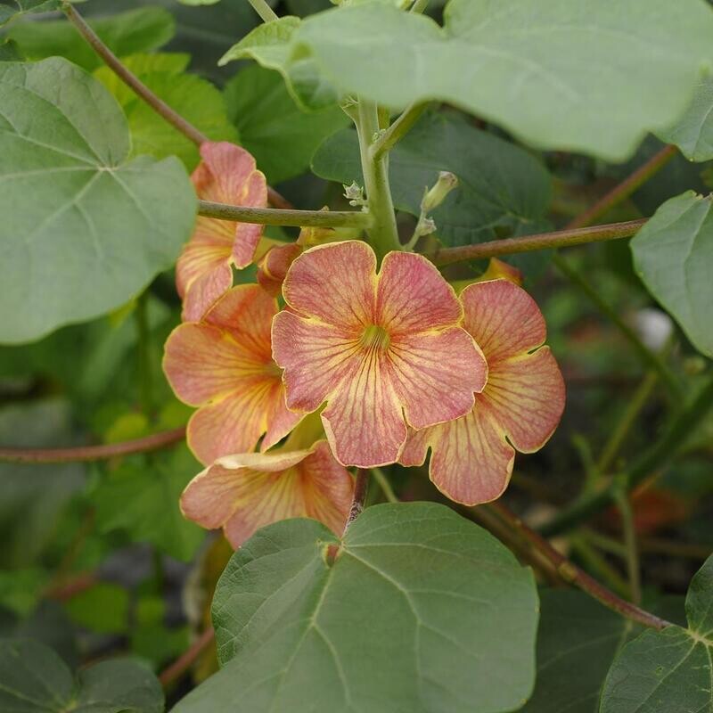 Uncarina hybrid - Antique Rose Uncarina hybrid - Antique Rose in bloom with pink and coral flowers
