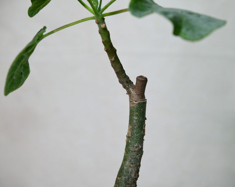 Uncarina hybrid - Antique Rose close-up of textured stem
