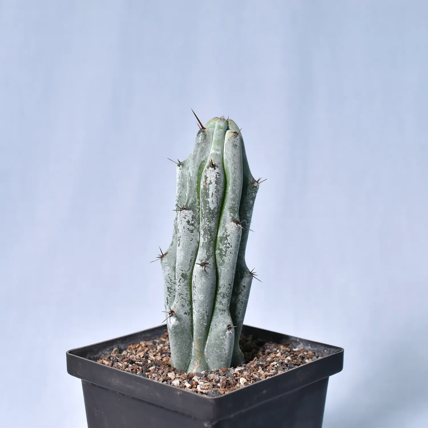 Stenocereus beneckei f. inermis Stenocereus beneckei f. inermis