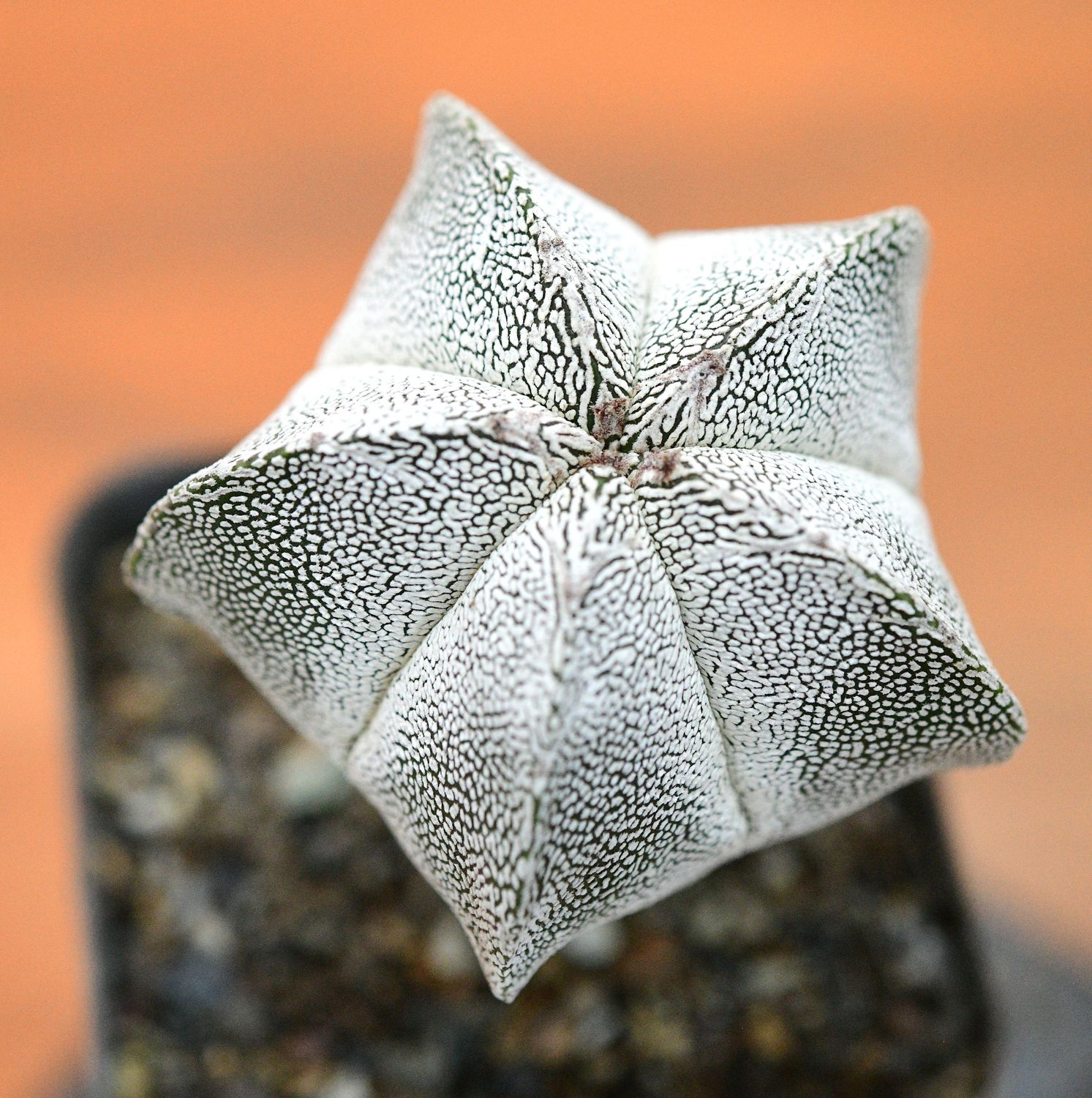 Astrophytum myriostigma cv Onzuka close-up view