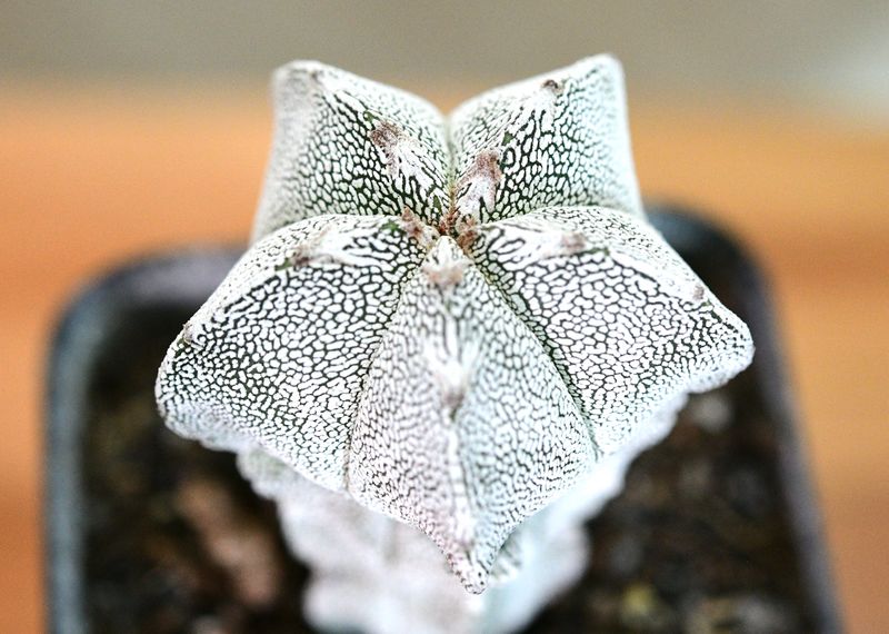 Astrophytum myriostigma cv Onzuka Astrophytum myriostigma cv Onzuka
