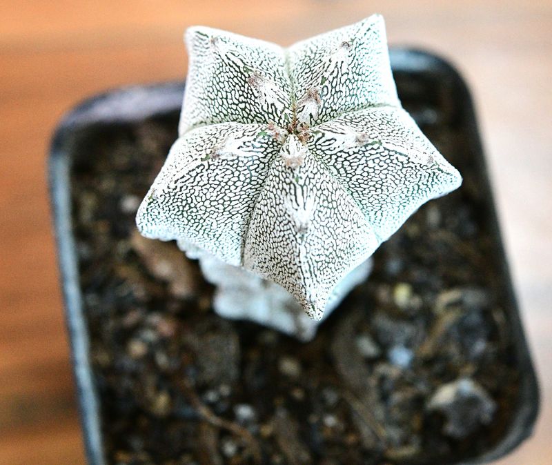 Astrophytum myriostigma cv Onzuka