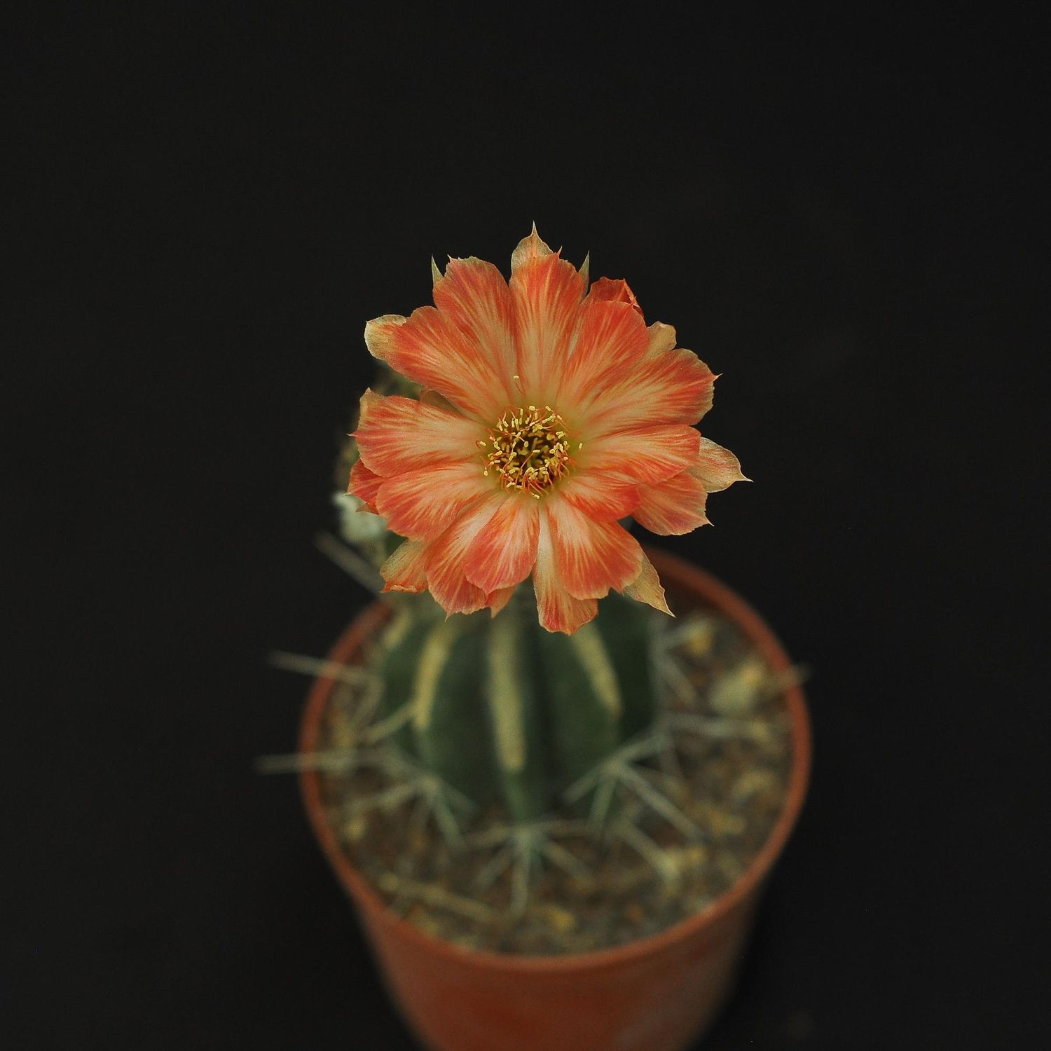 Lobivia hybrid Oro del Pirata-Flower
