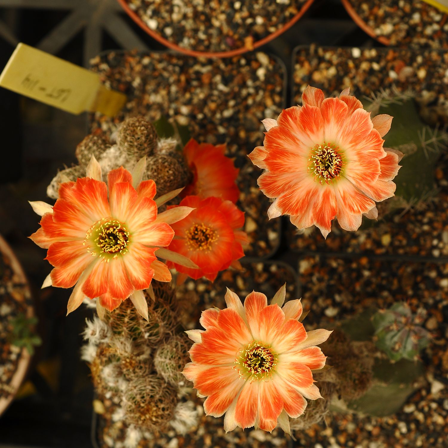 Lobivia hybrid Oro del Pirata in bloom with multiple orange flowers