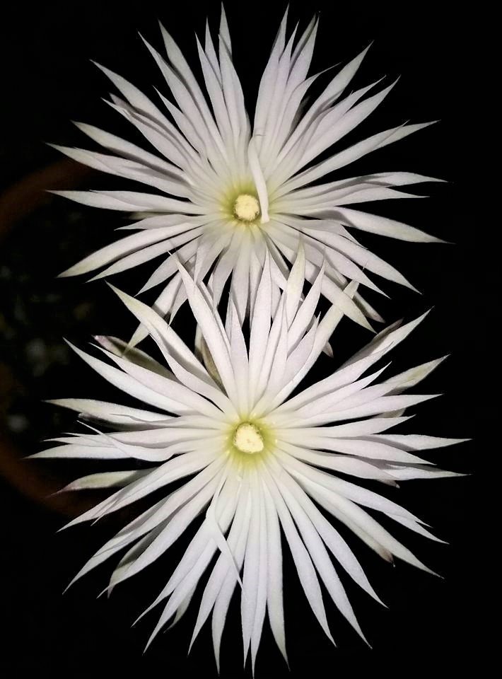 Setichinopsis mirabilis in bloom with white flowers