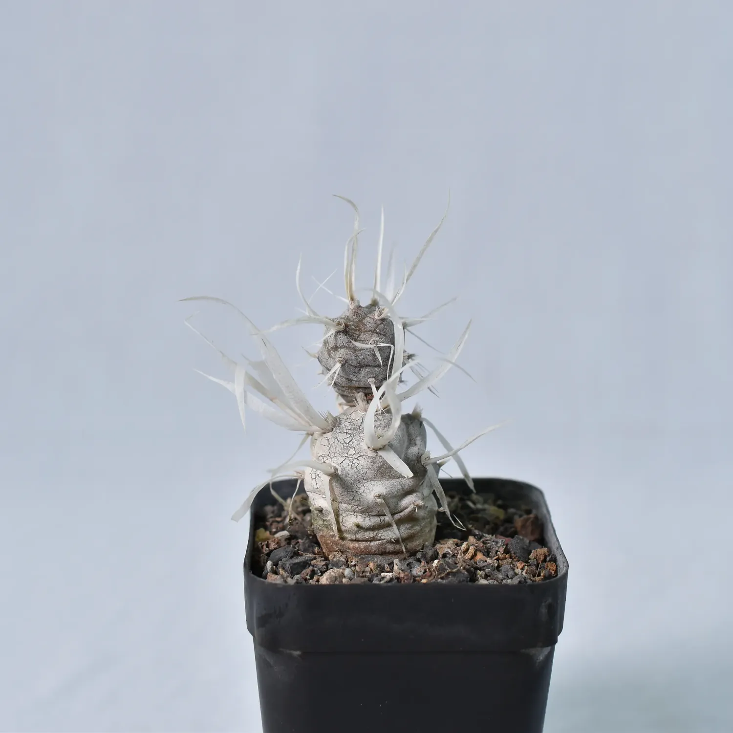 Tephrocactus Articulatus var. Papyracanthus