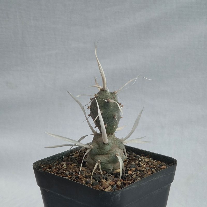 Tephrocactus Articulatus var. Papyracanthus