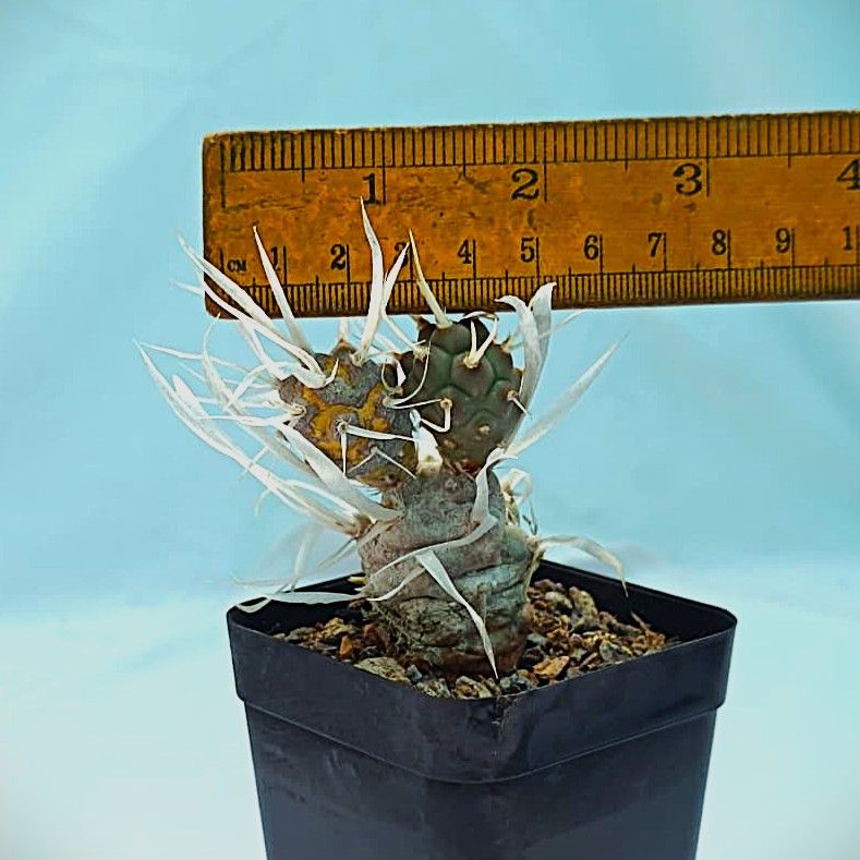Tephrocactus Articulatus var. Papyracanthus