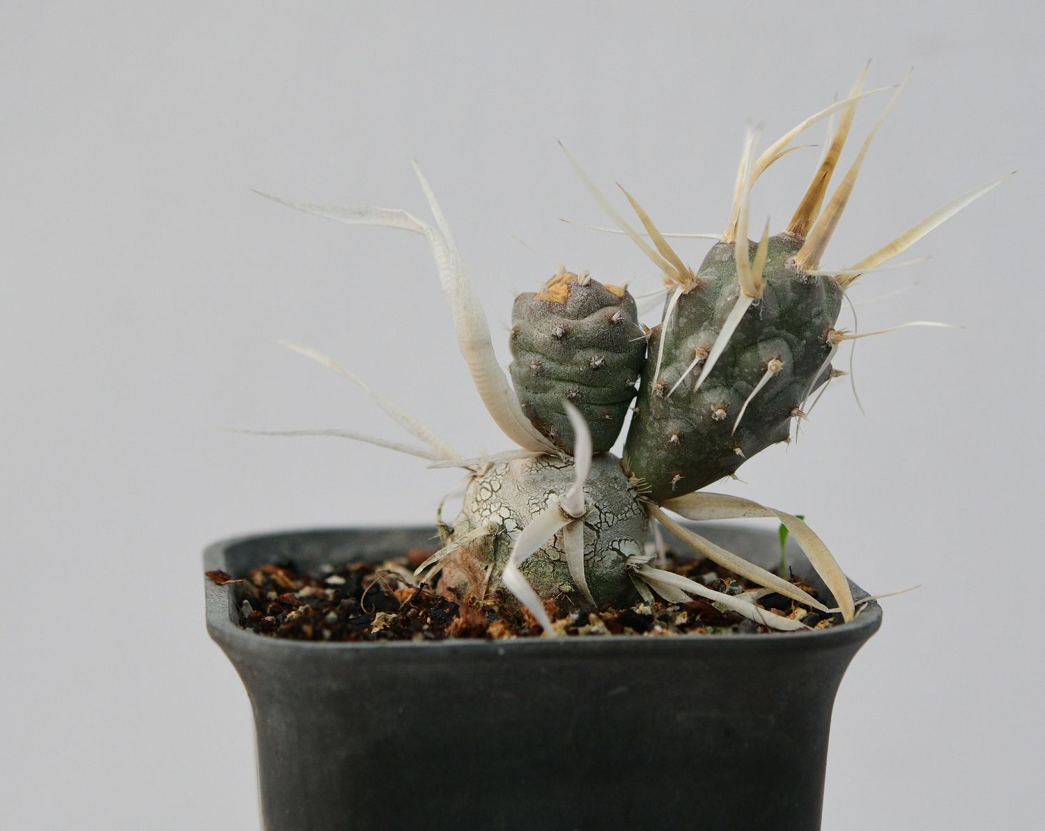 Tephrocactus Articulatus var. Papyracanthus