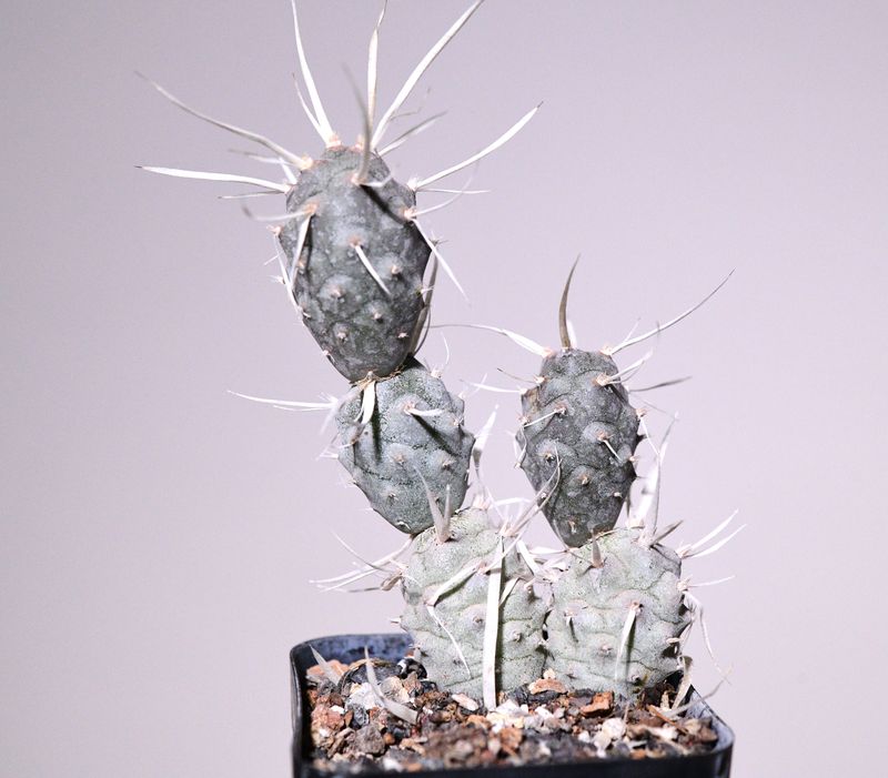 Tephrocactus Articulatus var. Papyracanthus front view